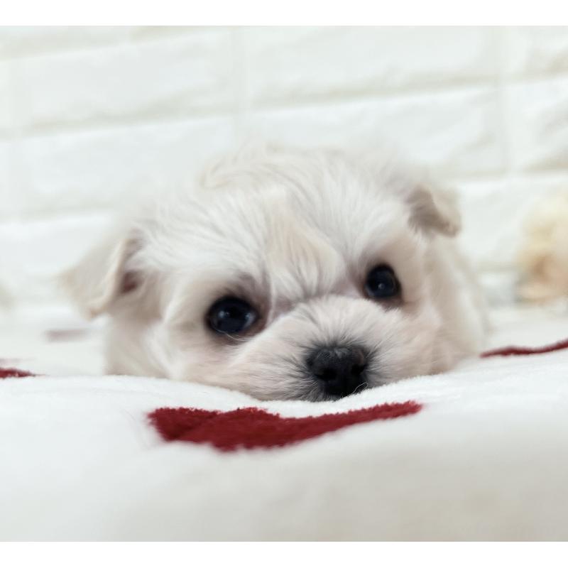 販売中の福岡県のチワマル:チワワ×マルチーズ-414966