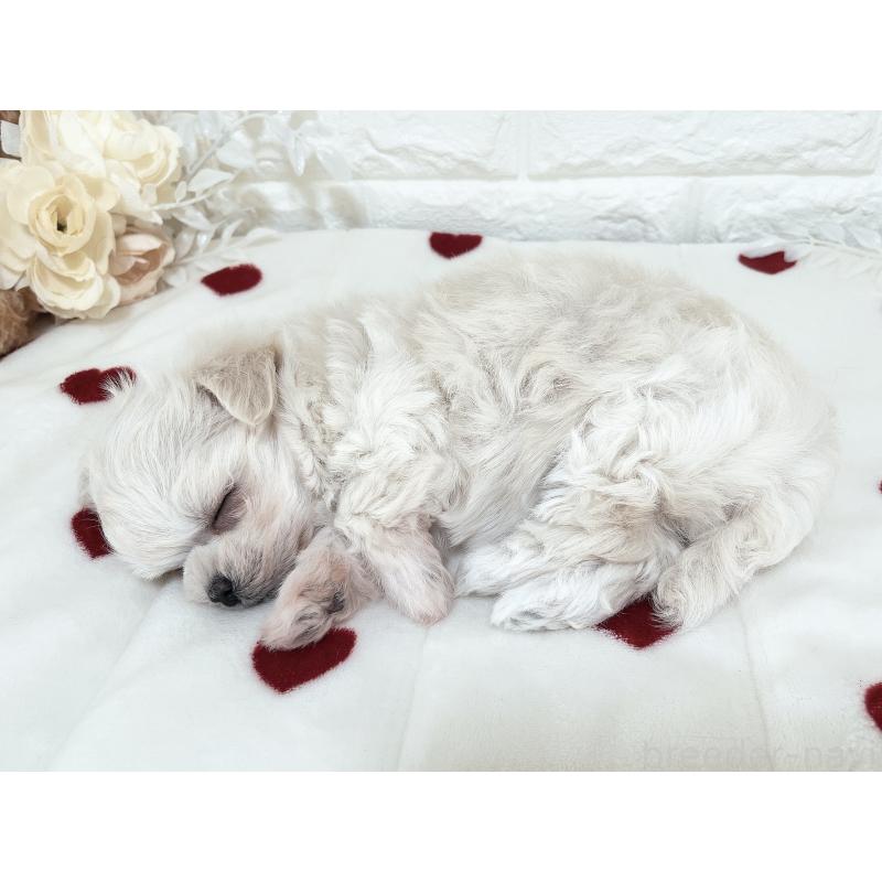 販売中の福岡県のチワマル:チワワ×マルチーズ-414966の19枚目