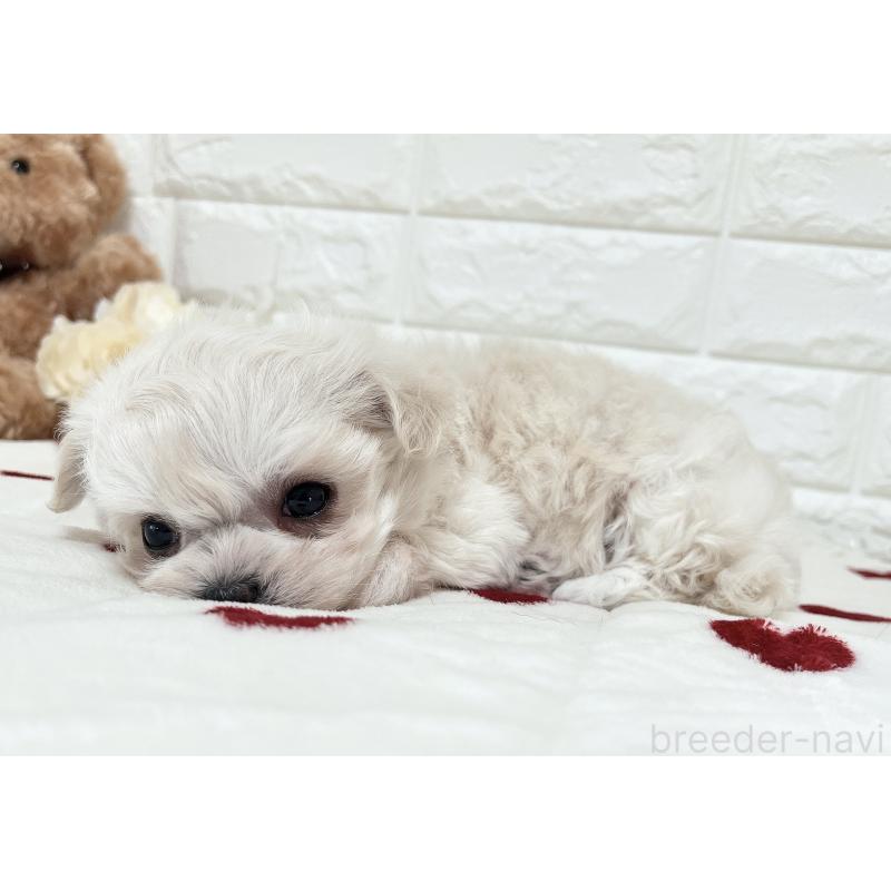 販売中の福岡県のチワマル:チワワ×マルチーズ-414966の18枚目