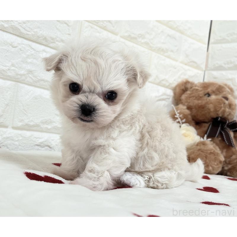 販売中の福岡県のチワマル:チワワ×マルチーズ-414966の17枚目