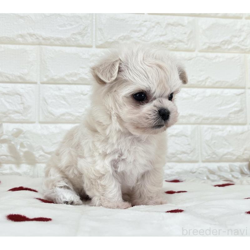 販売中の福岡県のチワマル:チワワ×マルチーズ-414966の16枚目