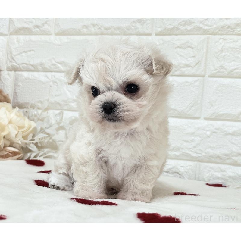 販売中の福岡県のチワマル:チワワ×マルチーズ-414966の15枚目