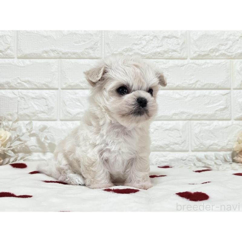 販売中の福岡県のチワマル:チワワ×マルチーズ-414966の14枚目