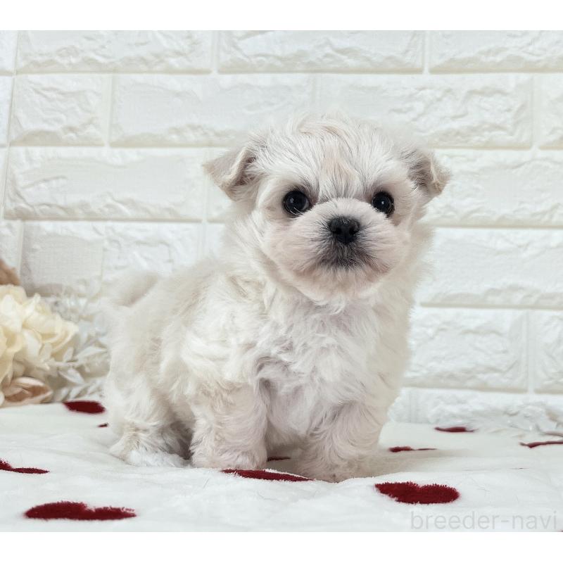 販売中の福岡県のチワマル:チワワ×マルチーズ-414966の13枚目