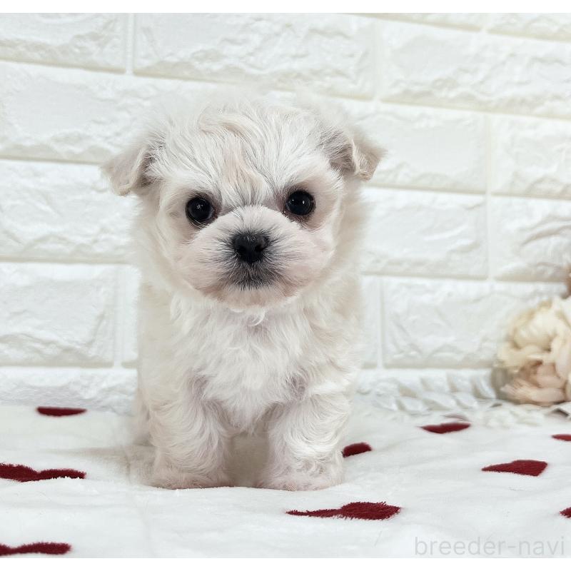 販売中の福岡県のチワマル:チワワ×マルチーズ-414966の12枚目