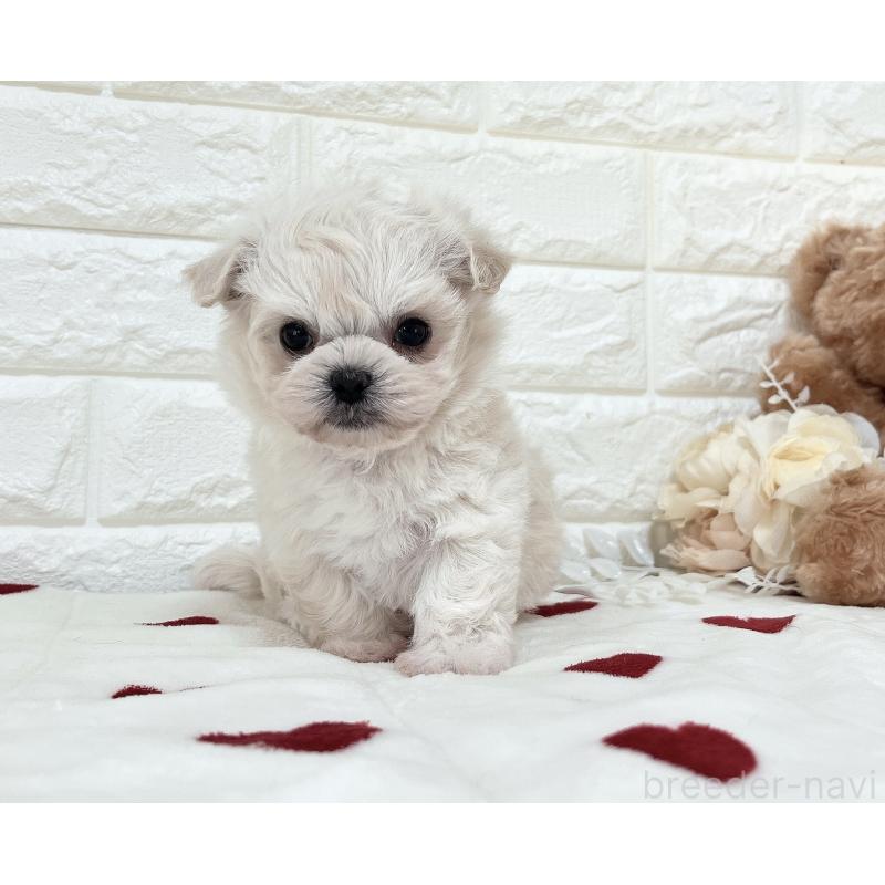 販売中の福岡県のチワマル:チワワ×マルチーズ-414966の11枚目