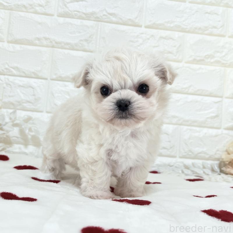 販売中の福岡県のチワマル:チワワ×マルチーズ-414966の10枚目