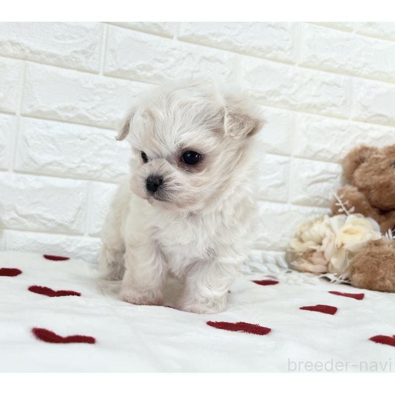 販売中の福岡県のチワマル:チワワ×マルチーズ-414966の9枚目