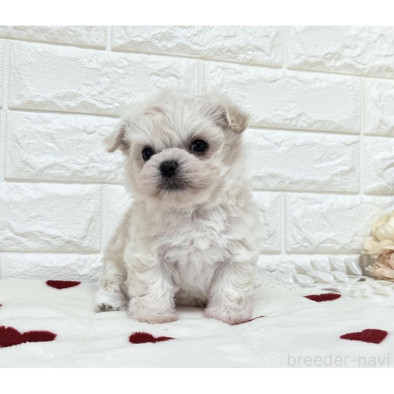 販売中の福岡県のチワマル:チワワ×マルチーズ-414966の8枚目