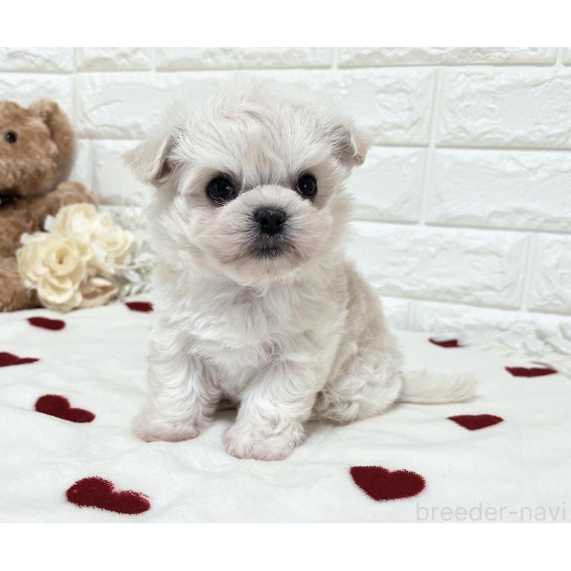 販売中の福岡県のチワマル:チワワ×マルチーズ-414966の7枚目