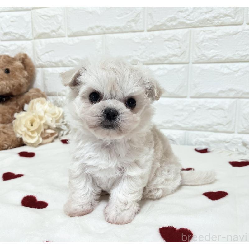 販売中の福岡県のチワマル:チワワ×マルチーズ-414966の6枚目