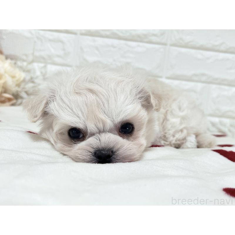 販売中の福岡県のチワマル:チワワ×マルチーズ-414966の5枚目