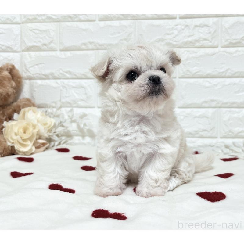 販売中の福岡県のチワマル:チワワ×マルチーズ-414966の4枚目