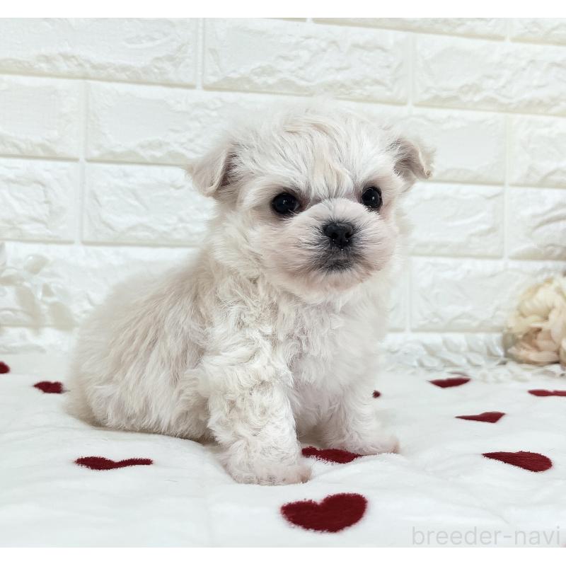 販売中の福岡県のチワマル:チワワ×マルチーズ-414966の3枚目