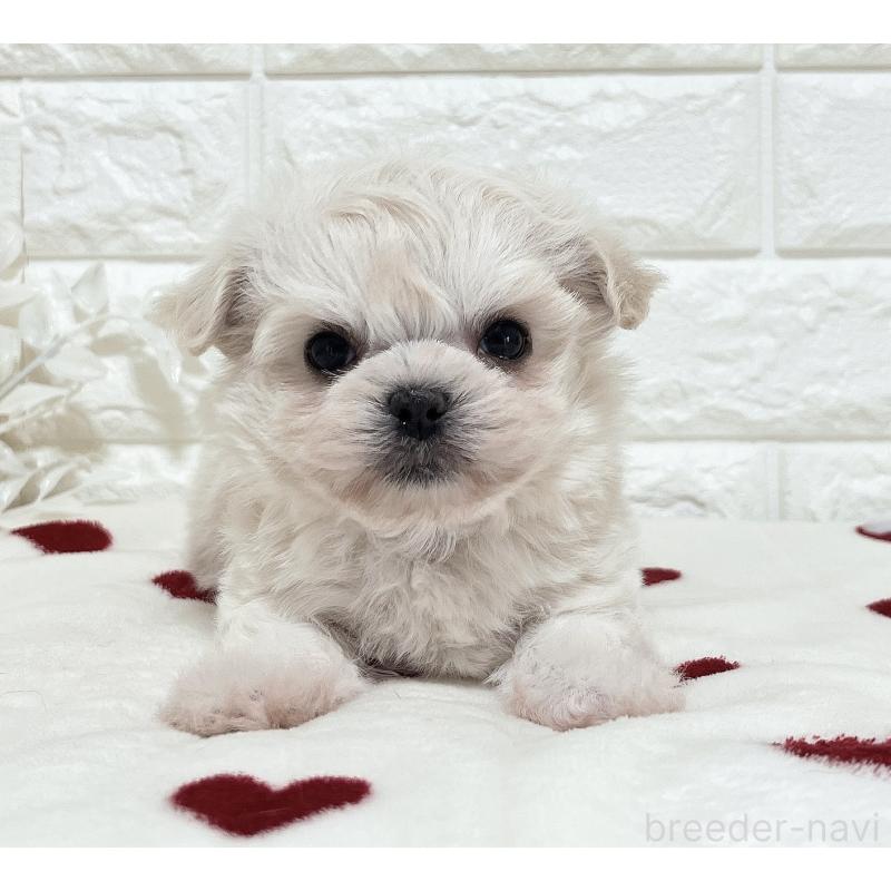 販売中の福岡県のチワマル:チワワ×マルチーズ-414966の2枚目