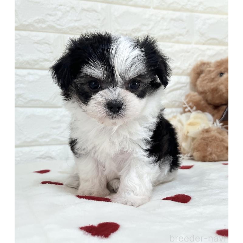 販売中の福岡県のチワマル:チワワ×マルチーズ-414967