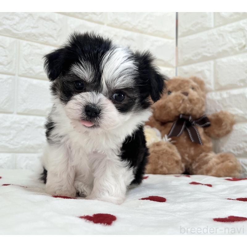 販売中の福岡県のチワマル:チワワ×マルチーズ-414967の13枚目