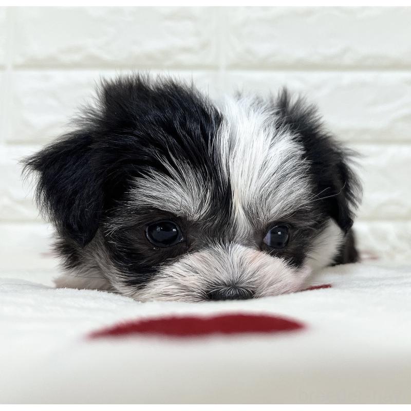 販売中の福岡県のチワマル:チワワ×マルチーズ-414967の12枚目