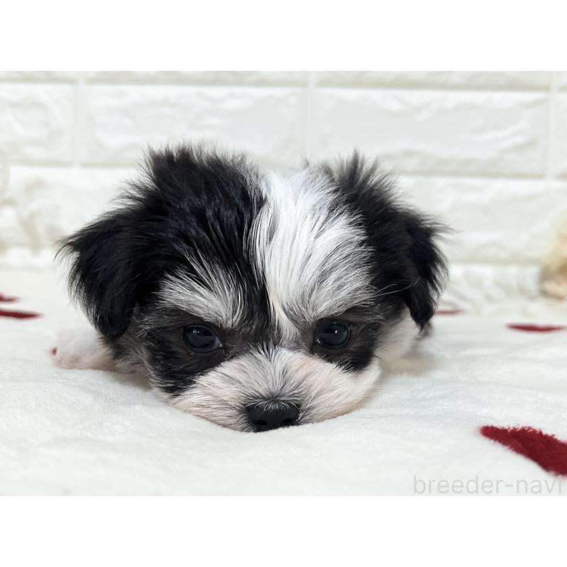 販売中の福岡県のチワマル:チワワ×マルチーズ-414967の11枚目