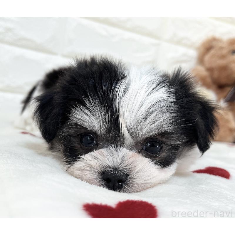 販売中の福岡県のチワマル:チワワ×マルチーズ-414967の10枚目