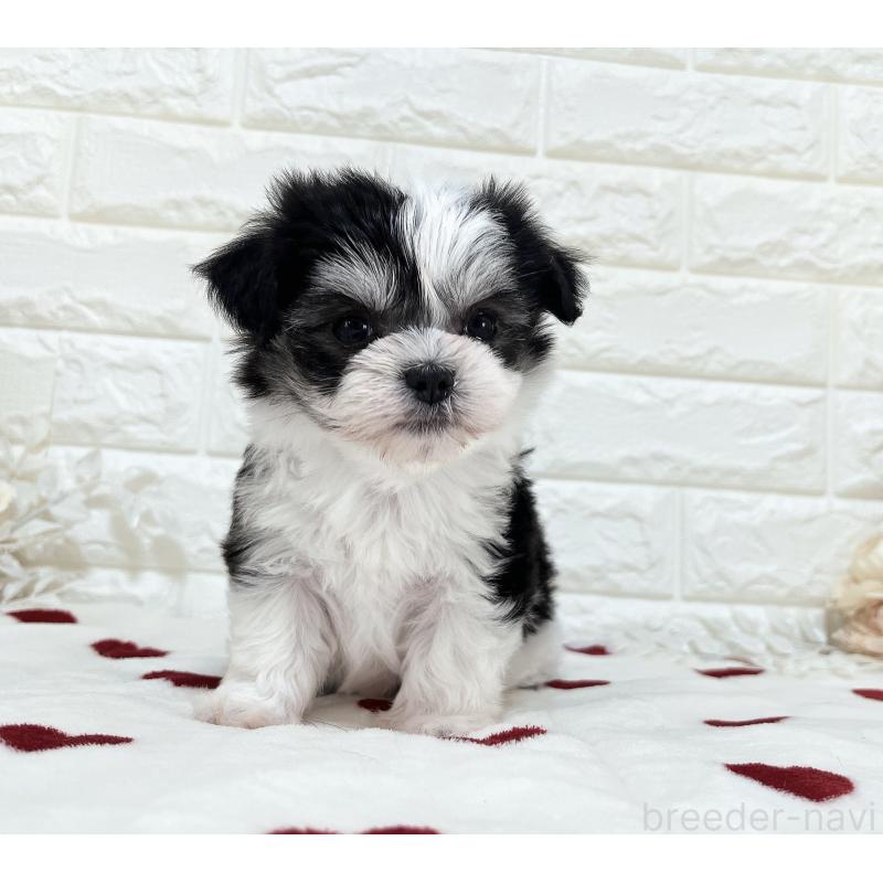 販売中の福岡県のチワマル:チワワ×マルチーズ-414967の9枚目