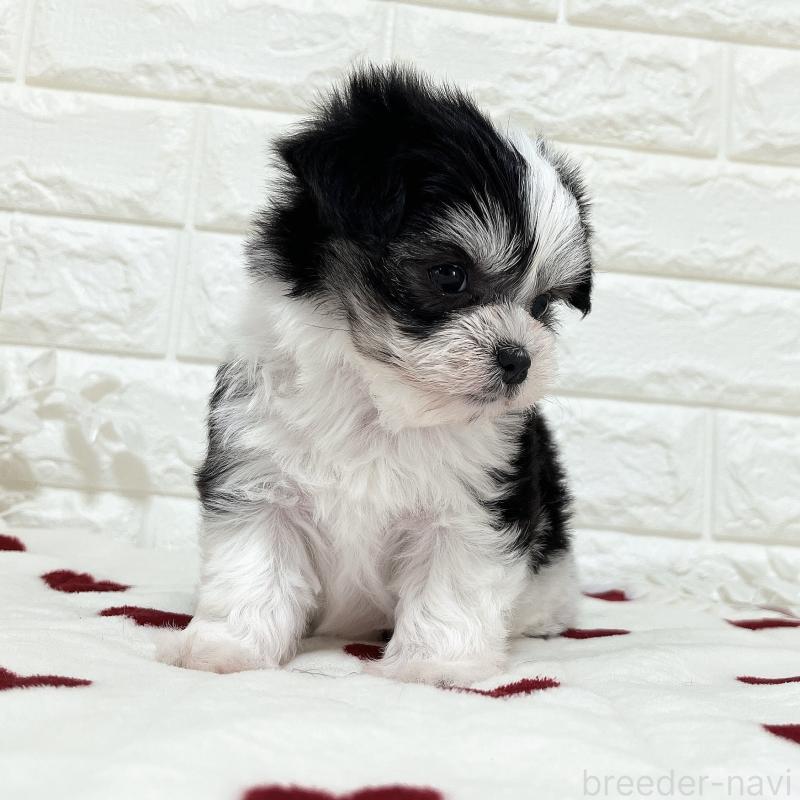 販売中の福岡県のチワマル:チワワ×マルチーズ-414967の8枚目