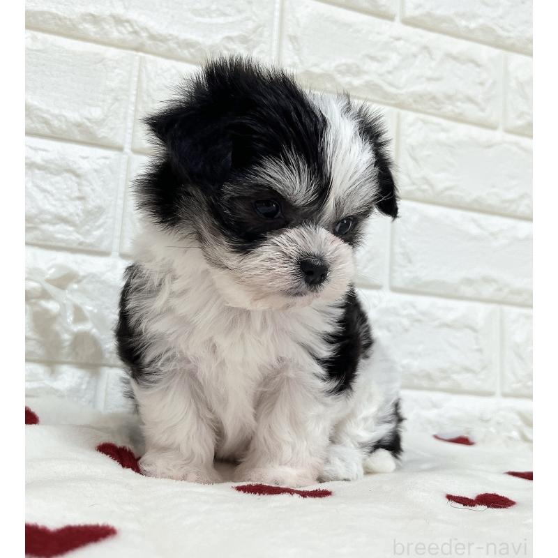 販売中の福岡県のチワマル:チワワ×マルチーズ-414967の7枚目