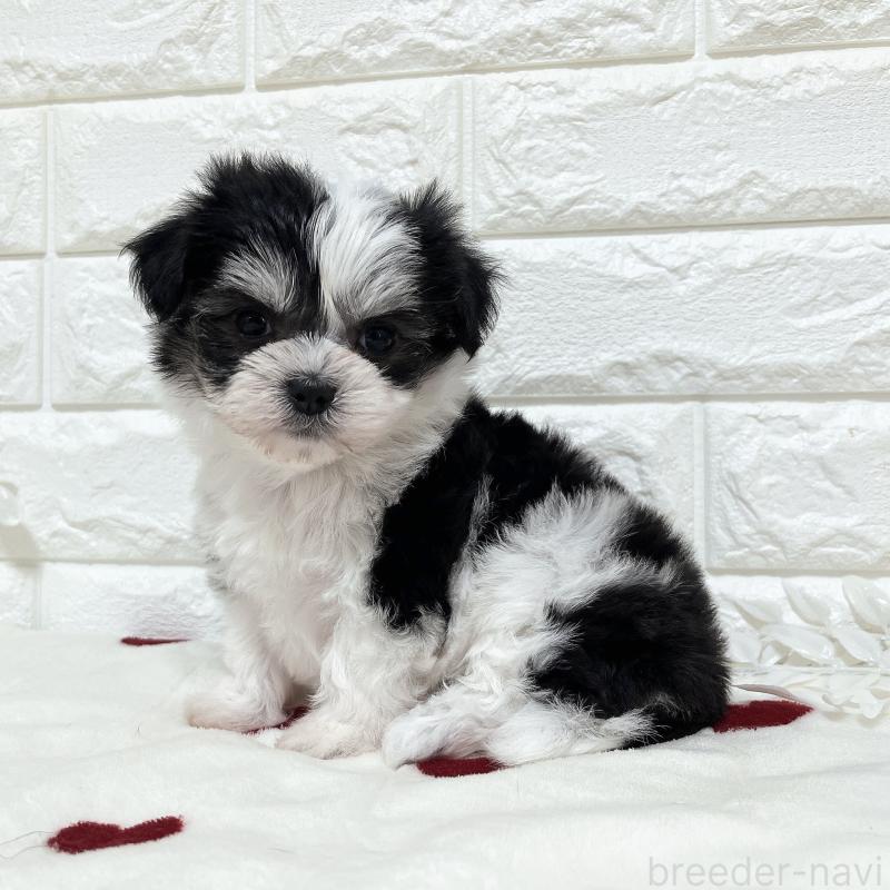 販売中の福岡県のチワマル:チワワ×マルチーズ-414967の6枚目