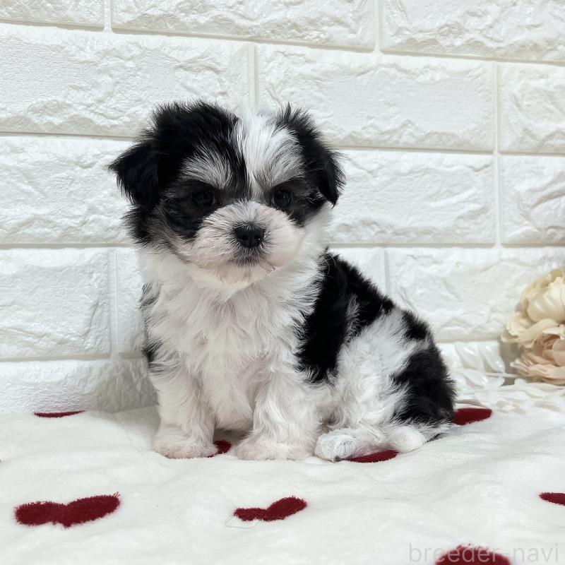 販売中の福岡県のチワマル:チワワ×マルチーズ-414967の5枚目