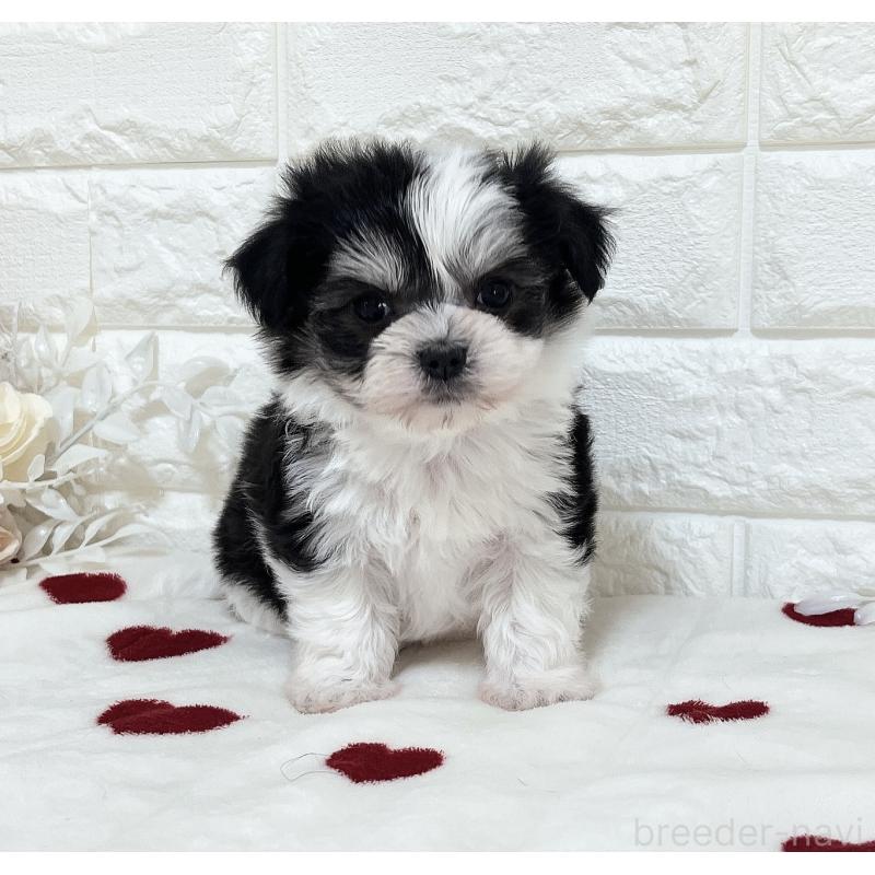 販売中の福岡県のチワマル:チワワ×マルチーズ-414967の4枚目