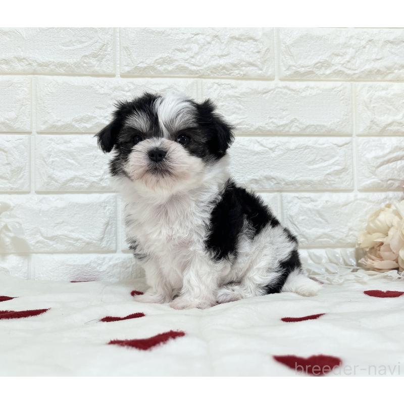 販売中の福岡県のチワマル:チワワ×マルチーズ-414967の3枚目