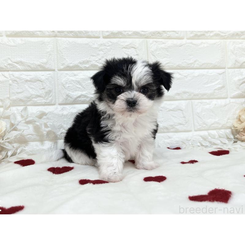 販売中の福岡県のチワマル:チワワ×マルチーズ-414967の2枚目