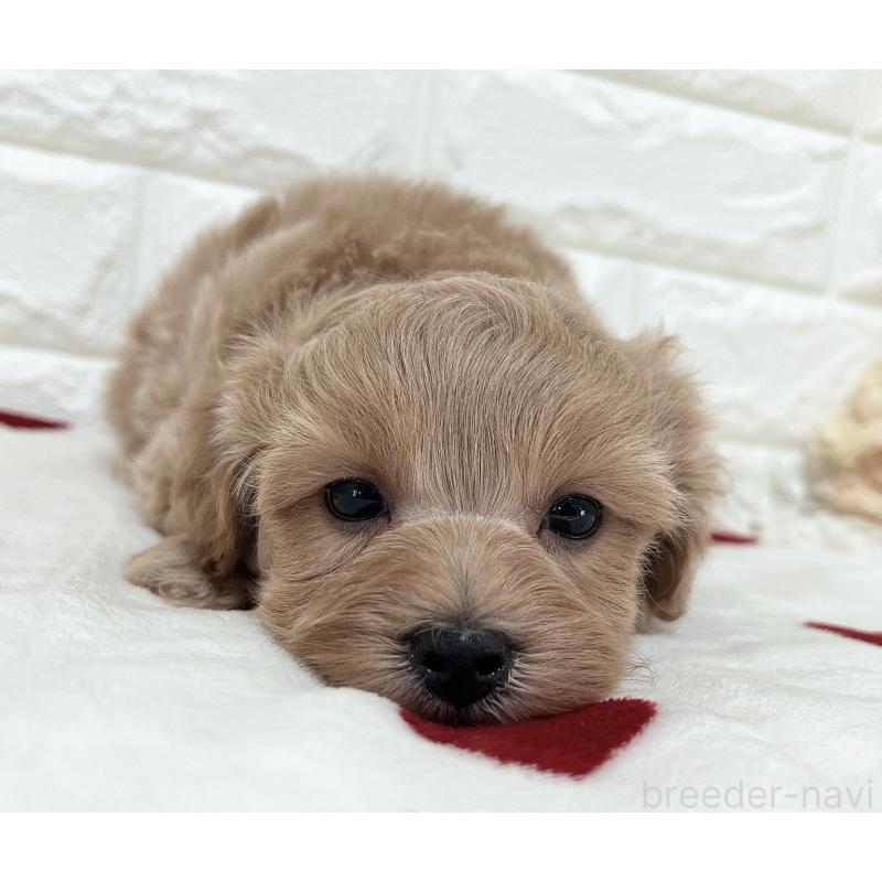 販売中の福岡県のマルプー:マルチーズ×トイプードル-416589の22枚目