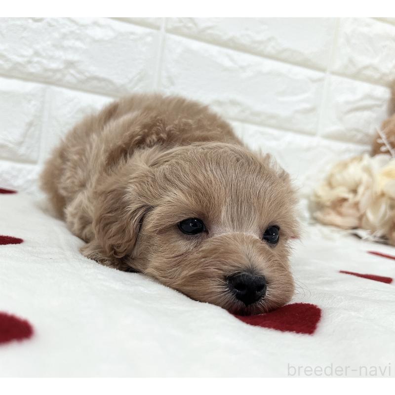 販売中の福岡県のマルプー:マルチーズ×トイプードル-416589の21枚目