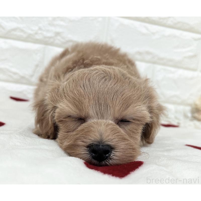 販売中の福岡県のマルプー:マルチーズ×トイプードル-416589の20枚目