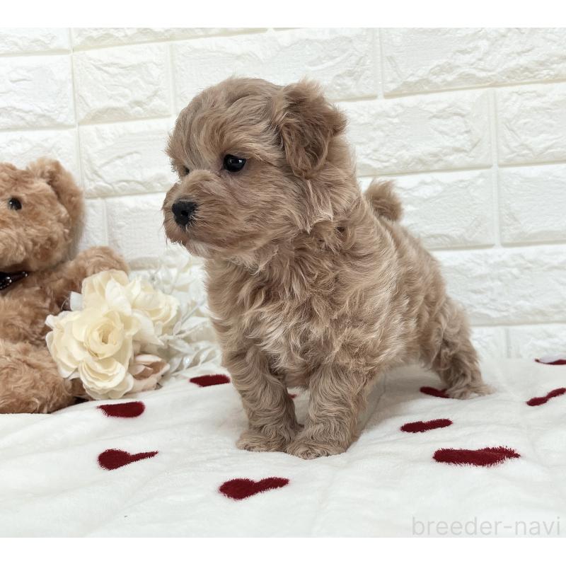 販売中の福岡県のマルプー:マルチーズ×トイプードル-416589の19枚目