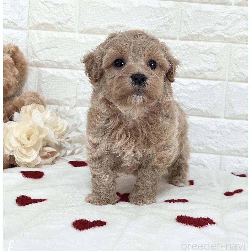 販売中の福岡県のマルプー:マルチーズ×トイプードル-416589の18枚目