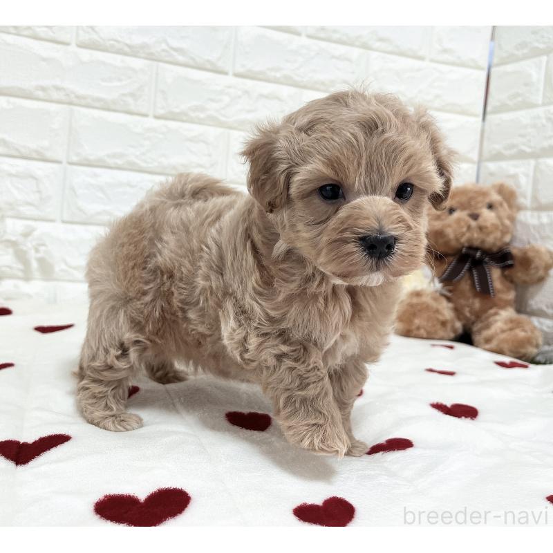 販売中の福岡県のマルプー:マルチーズ×トイプードル-416589の17枚目