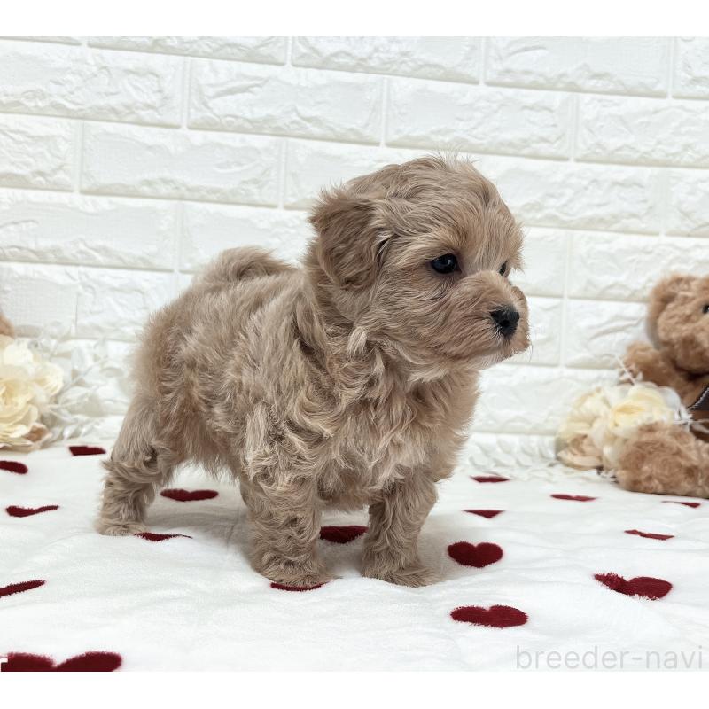 販売中の福岡県のマルプー:マルチーズ×トイプードル-416589の16枚目