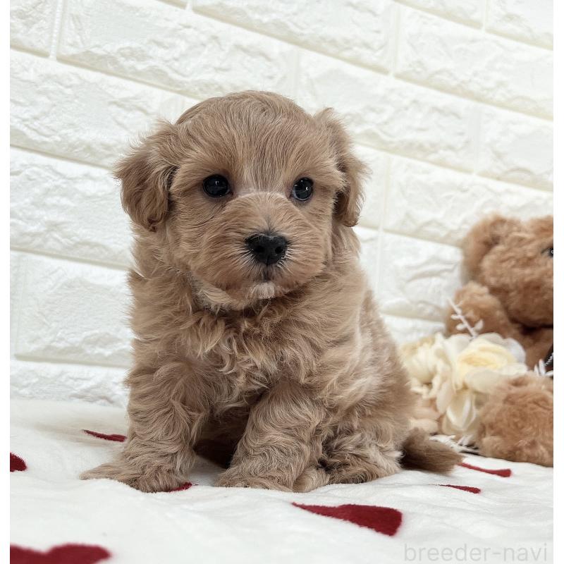 販売中の福岡県のマルプー:マルチーズ×トイプードル-416589の15枚目