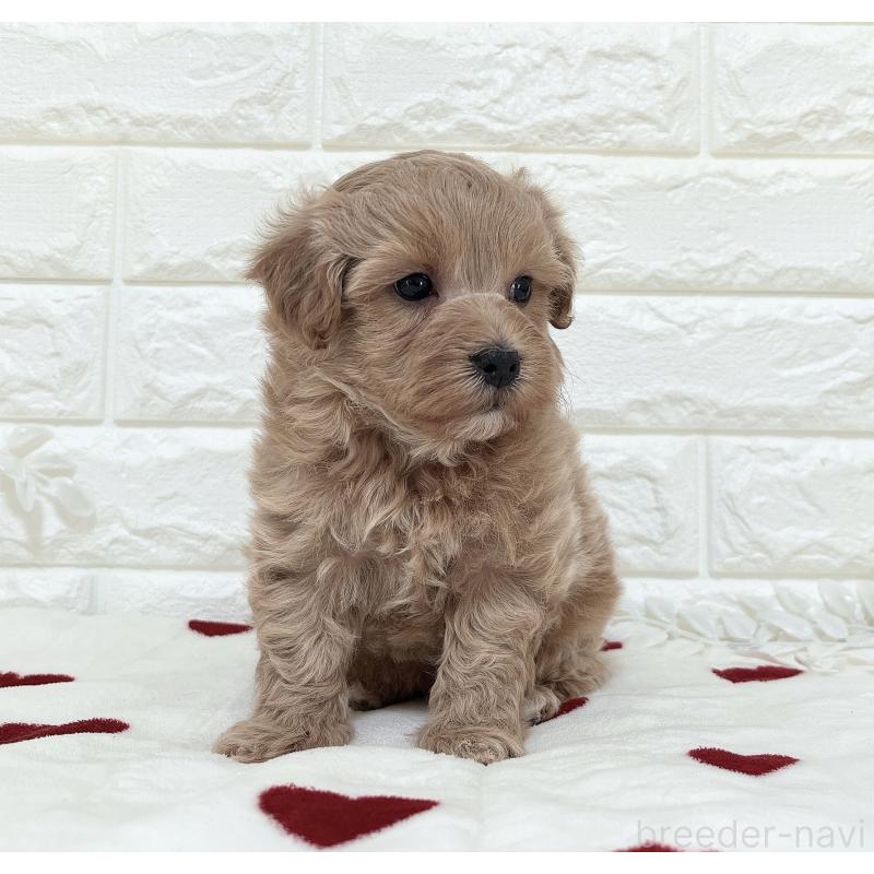 販売中の福岡県のマルプー:マルチーズ×トイプードル-416589の14枚目