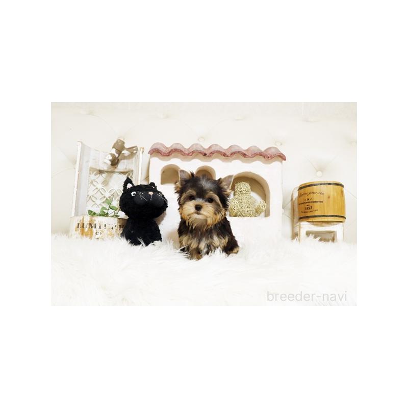 成約済の佐賀県のヨークシャーテリア-422692の4枚目