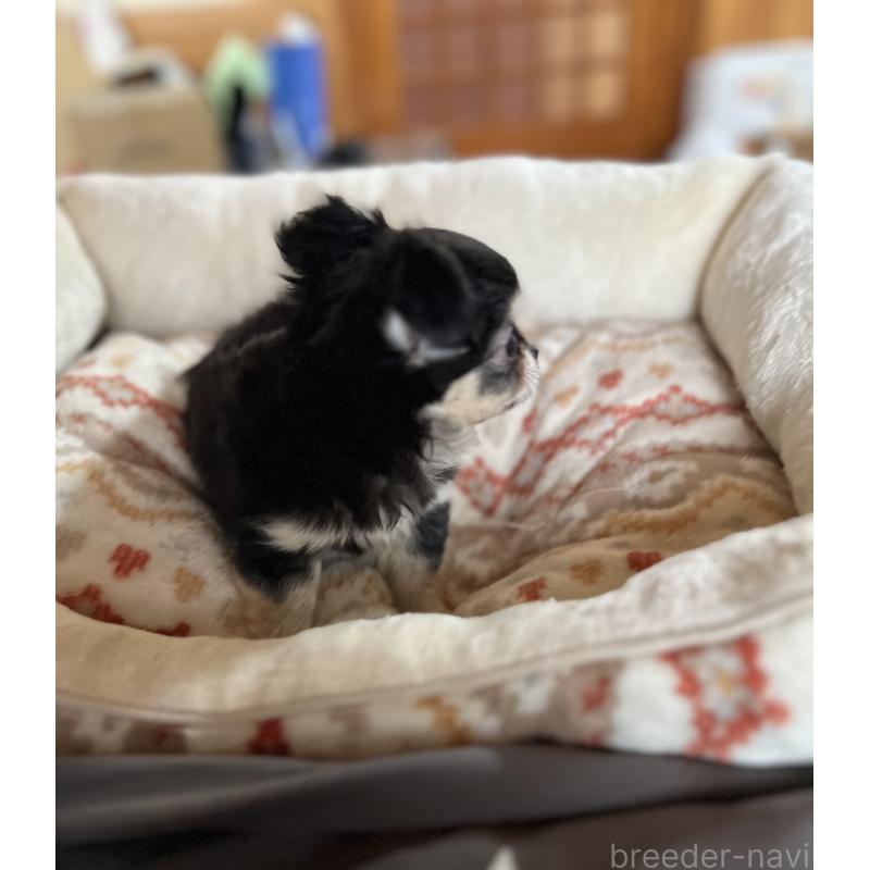 販売中の群馬県のチワワ(ロングコート)-423212の3枚目