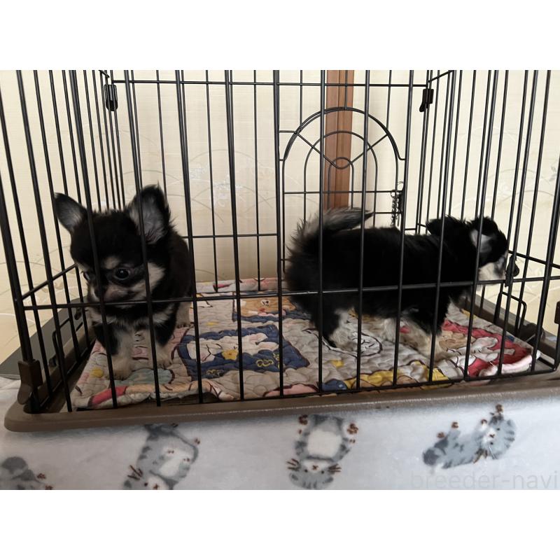 販売中の群馬県のチワワ(ロングコート)-423212の2枚目