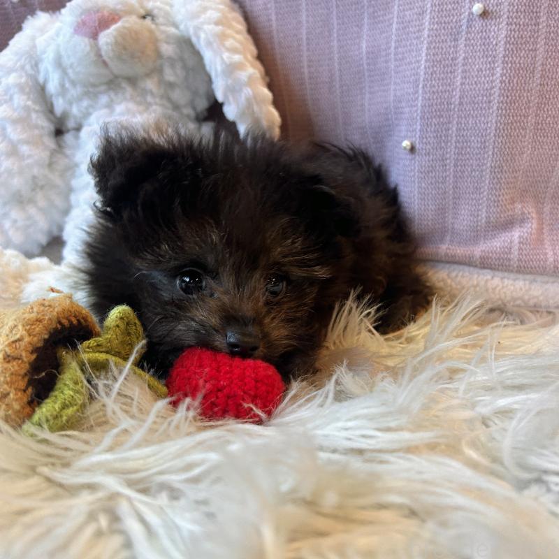 販売中の栃木県のポメプー:ポメラニアン×トイプードル-418762の7枚目