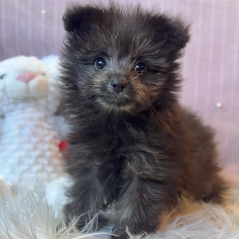 販売中の栃木県のポメプー:ポメラニアン×トイプードル-418762