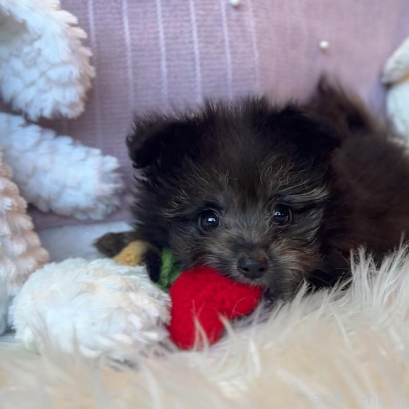 販売中の栃木県のポメプー:ポメラニアン×トイプードル-418762の5枚目