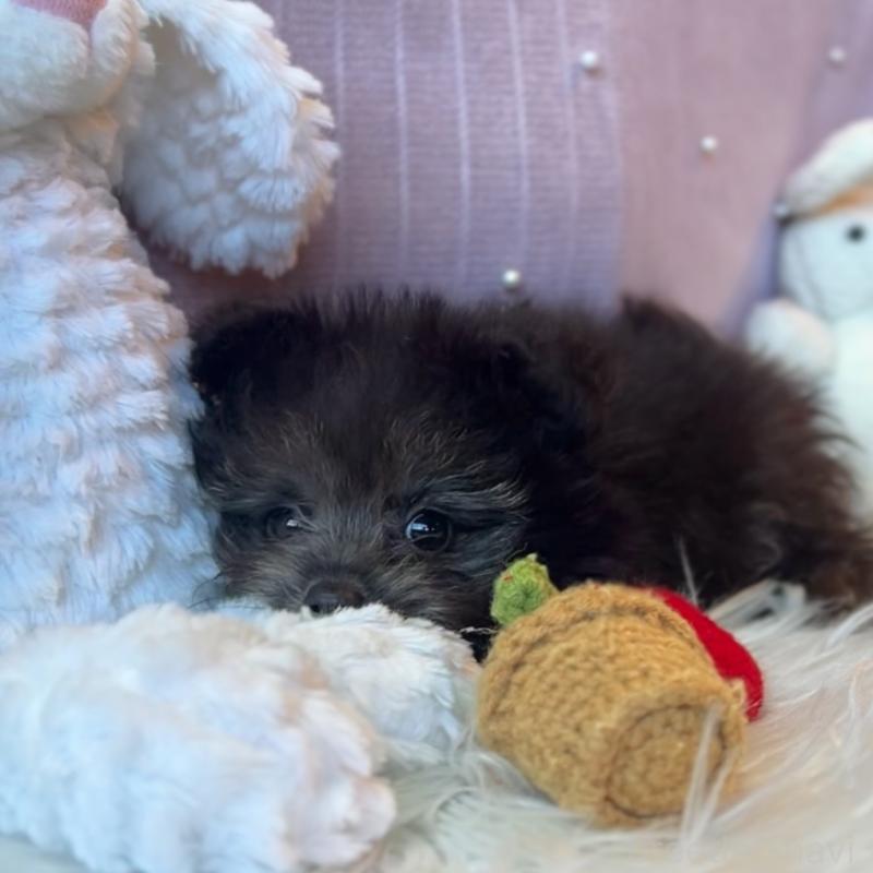 販売中の栃木県のポメプー:ポメラニアン×トイプードル-418762の4枚目