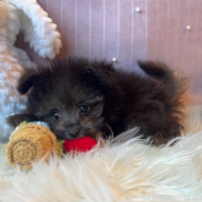 販売中の栃木県のポメプー:ポメラニアン×トイプードル-418762の3枚目