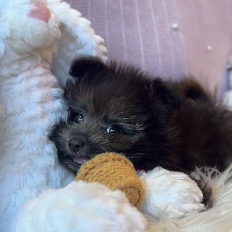 販売中の栃木県のポメプー:ポメラニアン×トイプードル-418762の2枚目